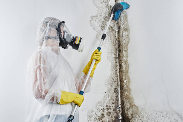 Professional Mold Removal in Ridge Manor, FL