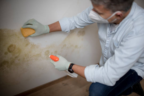 Best Commercial Mold Removal  in Ridge Manor, FL